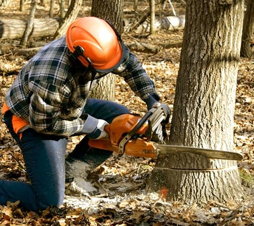 Tree Removal in Shenandoah, VA